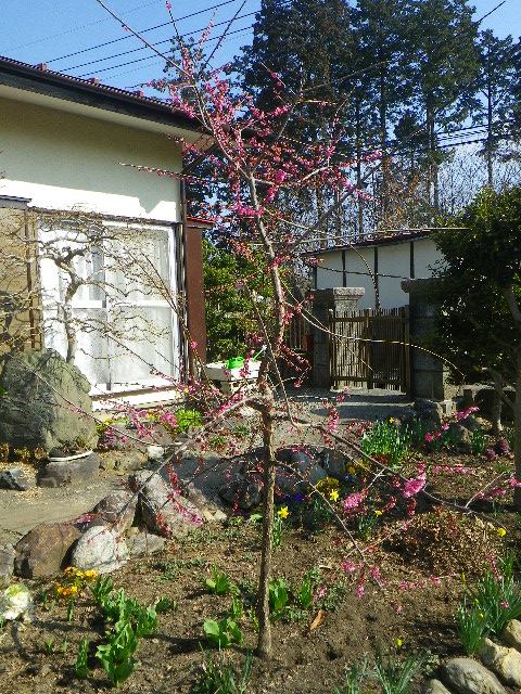 広くない庭で枝垂れ梅の枝をどのように作ったらよいか