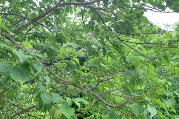 徒長枝が出た場合に行なう梅の木の剪定