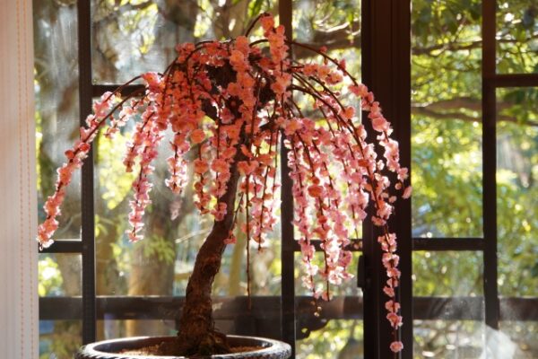 枝垂れ梅の盆栽の花が終わった後の剪定方法！