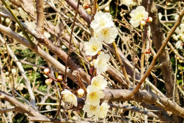悪い状況の梅の木をどう変えたらよいか？