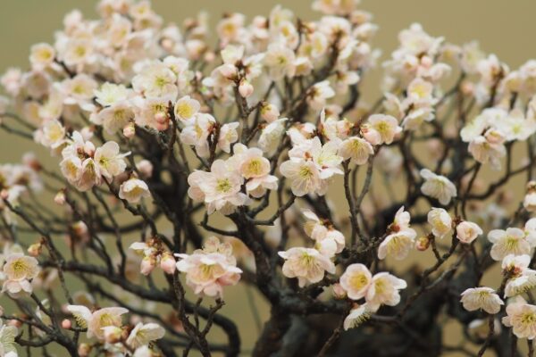 梅の盆栽の花が終わった後の剪定方法！