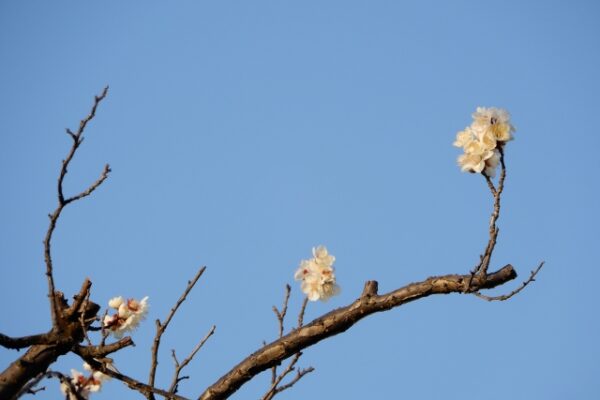 梅の葉が終わった秋から冬の剪定からかたずけまで解説