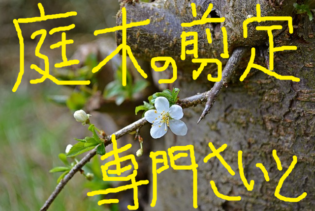 梅の木を切り戻す強剪定の作業方法