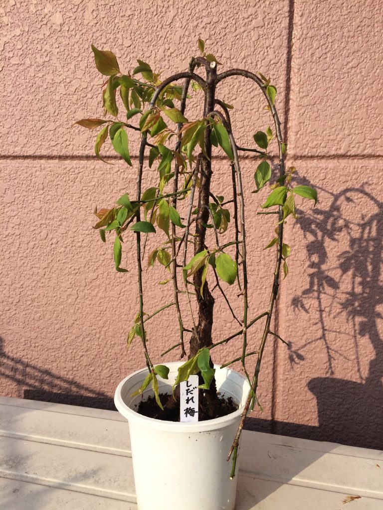 枝垂れ梅 盆栽仕立て