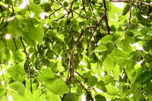 夏の梅剪定は危険？初心者でもできる「軽く整える」コツと注意点