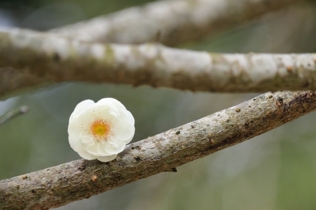 「花が咲かない！」を解決！梅の花をたくさん咲かせる剪定の秘訣
