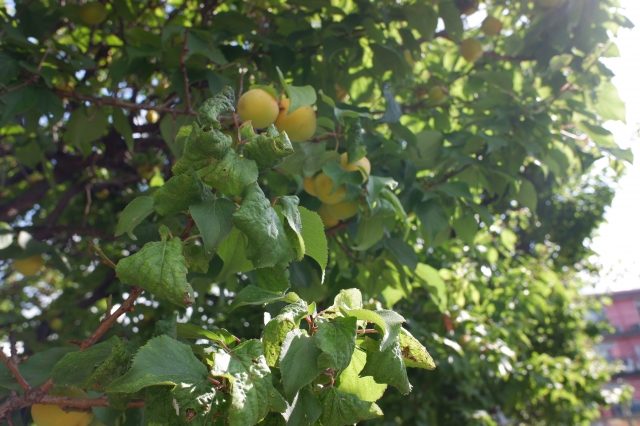 【Q&A】夏の梅剪定、これって大丈夫？初心者の疑問をプロが解決！