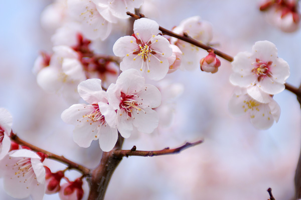 梅の木はいつ切ればいいのか？毎年花を咲かせる決定版！