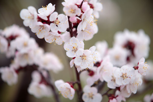 春の梅の剪定：花が終わったら何をすればいい？来年も満開にする秘訣！