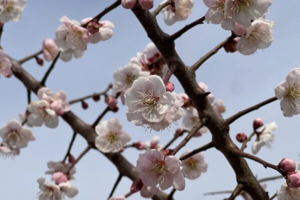 梅の花は毎年咲くのに『ウメの実が全くならない』のはなぜ？4つの原因と対策