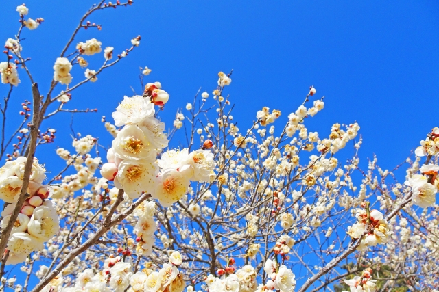 実は食べられる？『実ウメ』と『花ウメ』の決定的な違いと見分け方
