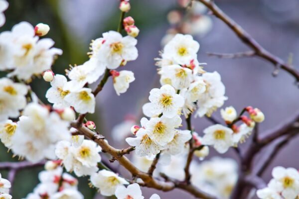 梅の木の受粉樹は不要！1本だけでも実がつく優秀な品種まとめ