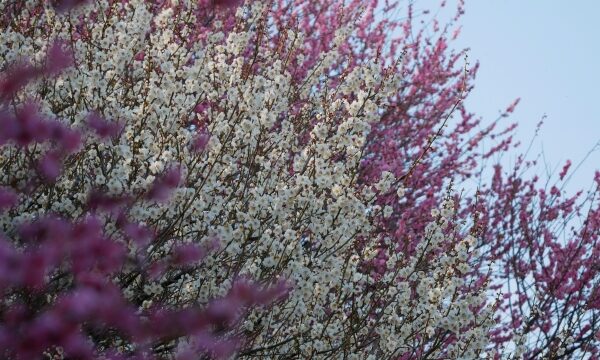 サクラよりウメが先だった？日本人がかつて『お花見』と言えばウメを愛でていた理由