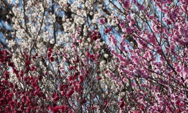 梅の木に最適な肥料はなに？剪定後の栄養補給で元気に育てる方法