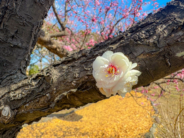 ウメの胴ぶき花