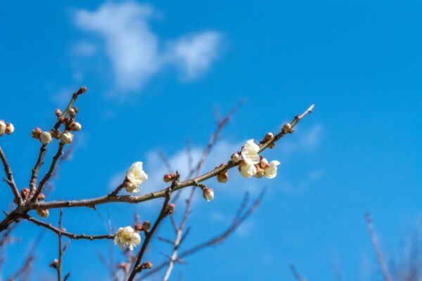 初めてでも失敗しない！梅の花芽の見分け方と切り方