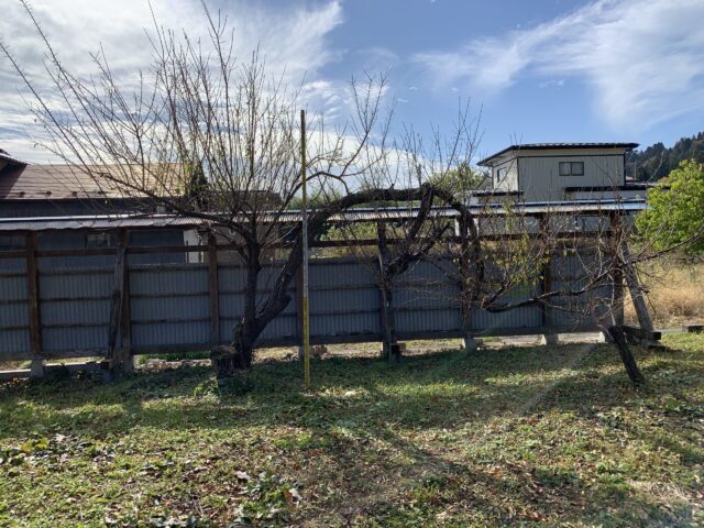 梅の強剪定が必要