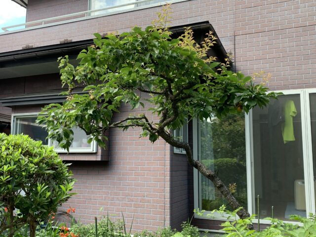 梅の木を小さくする