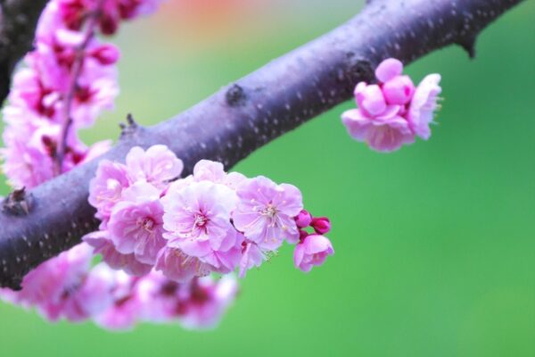 ウメの木に異変？幹に花が突然咲く理由