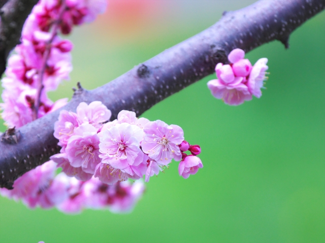 ウメの木に異変？幹に花が突然咲く理由