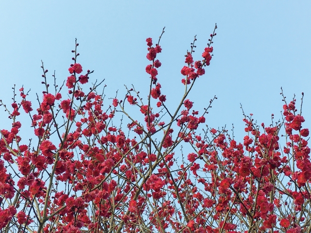 花数が増えた梅