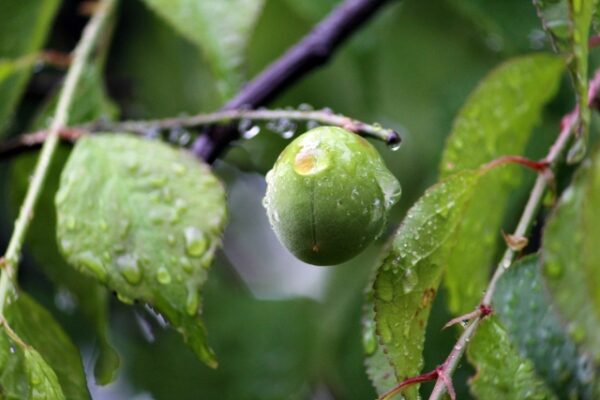 梅雨時期の梅の木を病気と害虫から守る剪定と管理のポイント