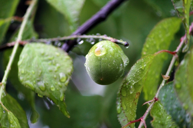 梅雨時期の梅の木を病気と害虫から守る剪定と管理のポイント