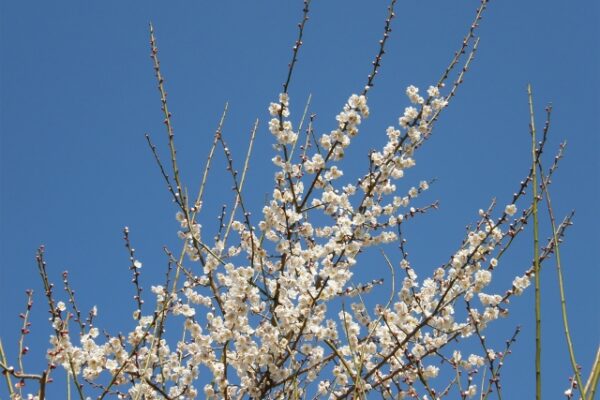 梅の徒長枝は悪者じゃない！徒長枝を活かす剪定と整理のコツ