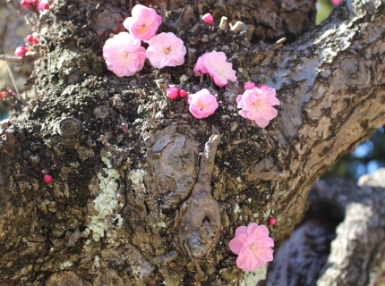 ウメの潜伏芽の花